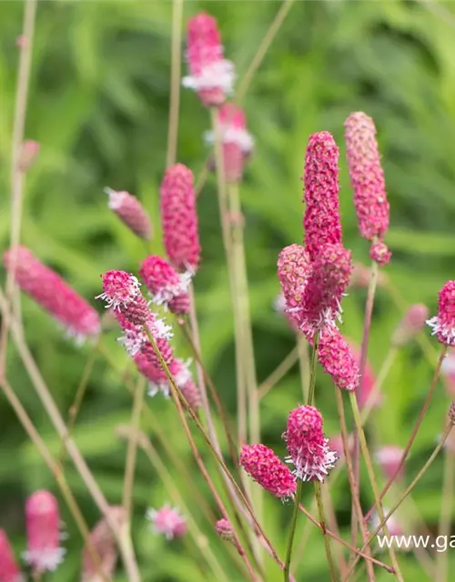 Garten-Wiesenknopf 'Pink Tanna'