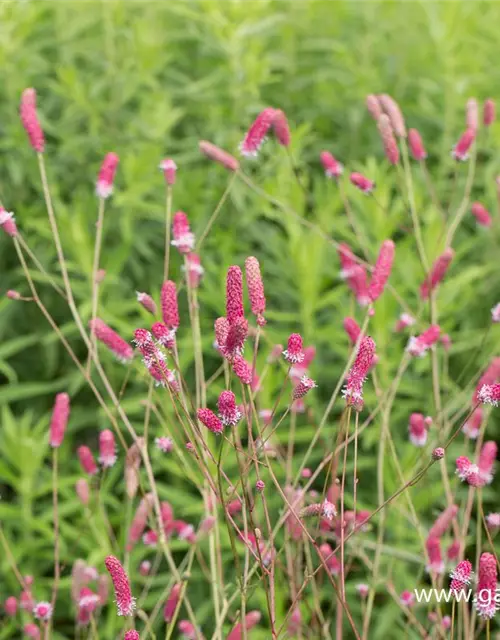 Garten-Wiesenknopf 'Pink Tanna'