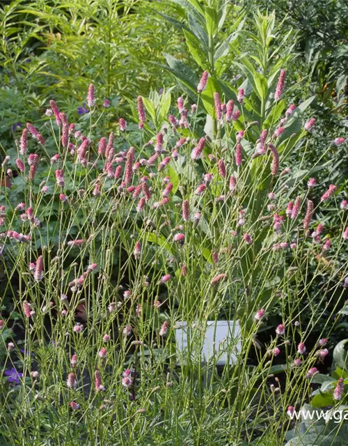 Garten-Wiesenknopf 'Pink Tanna'