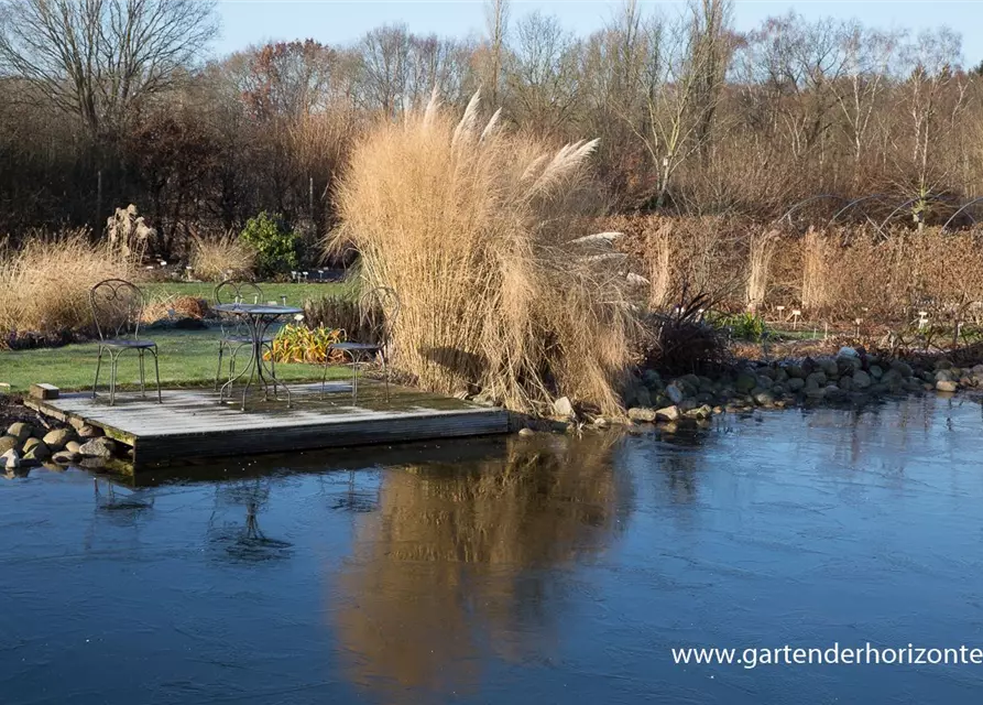 Garten-Ruten-Hirse 'Cloud Nine'