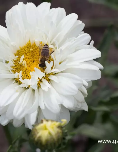 Großblumige Garten-Margerite 'Victorian Secret'