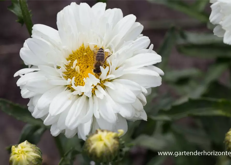 Großblumige Garten-Margerite 'Victorian Secret'