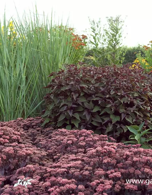 Garten-Ruten-Hirse 'Cloud Nine'