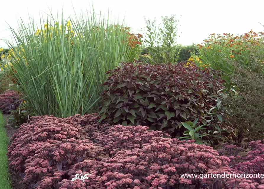 Garten-Ruten-Hirse 'Cloud Nine'