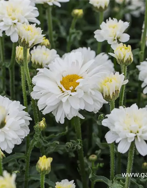 Großblumige Garten-Margerite 'Victorian Secret'