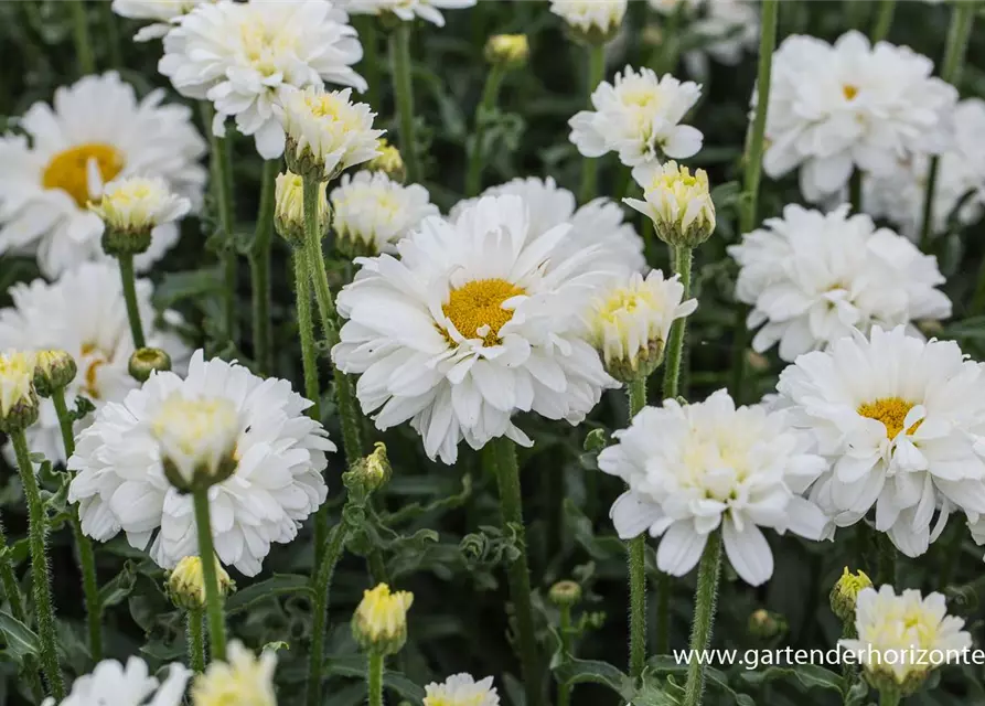 Großblumige Garten-Margerite 'Victorian Secret'