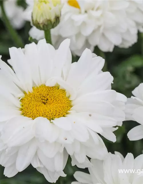 Großblumige Garten-Margerite 'Victorian Secret'