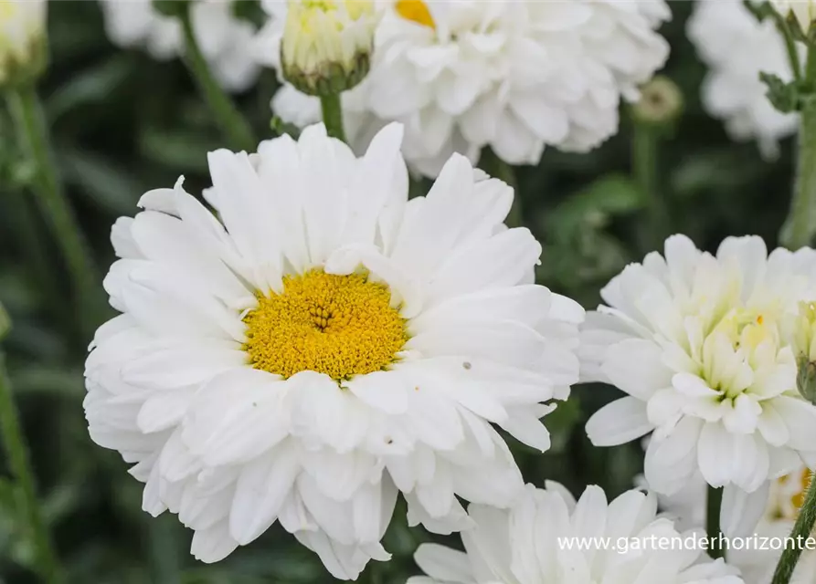 Großblumige Garten-Margerite 'Victorian Secret'