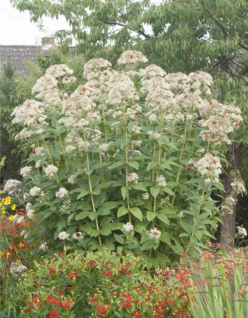 Großer Garten-Wasserdost 'Bartered Bride'