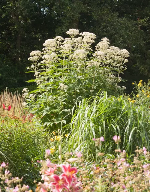 Großer Garten-Wasserdost 'Bartered Bride'