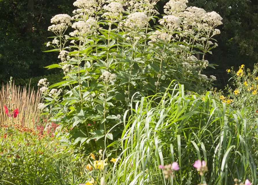 Großer Garten-Wasserdost 'Bartered Bride'