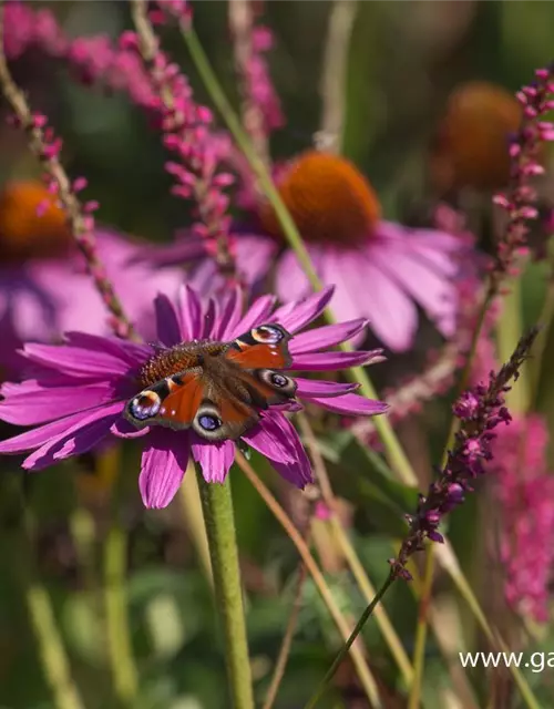 Garten-Scheinsonnenhut 'Magnus'