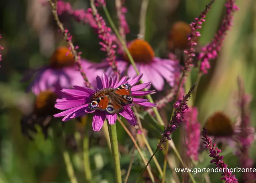 Garten-Scheinsonnenhut 'Magnus'