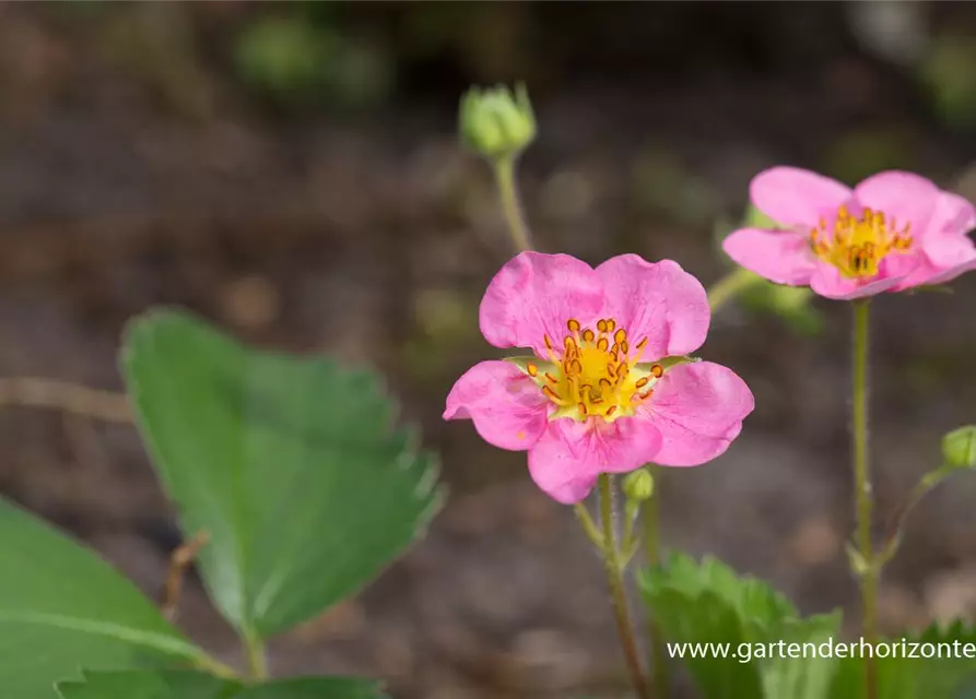 Garten-Zier-Erdbeere 'Pink Panda'®