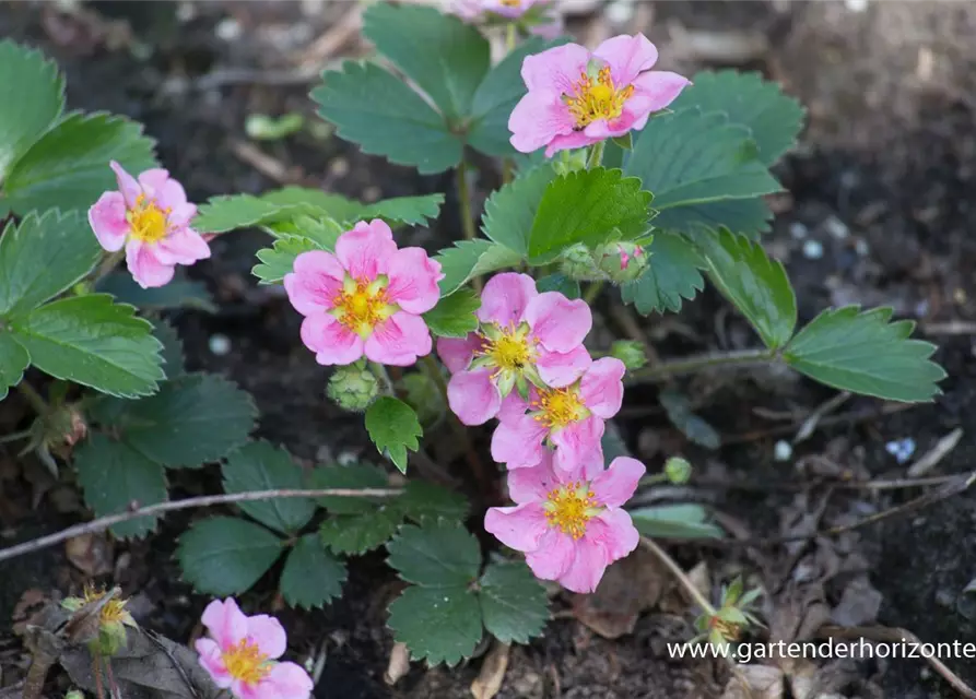 Garten-Zier-Erdbeere 'Pink Panda'®