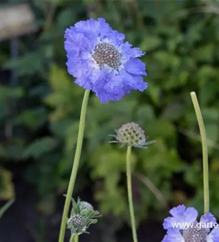 Große Garten-Skabiose 'Perfecta'