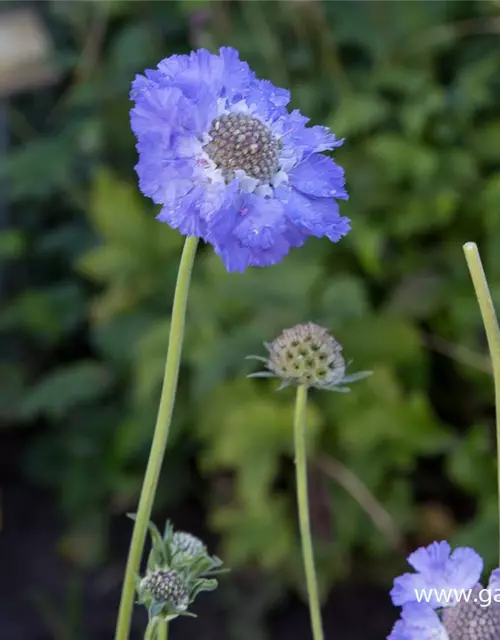 Große Garten-Skabiose 'Perfecta'