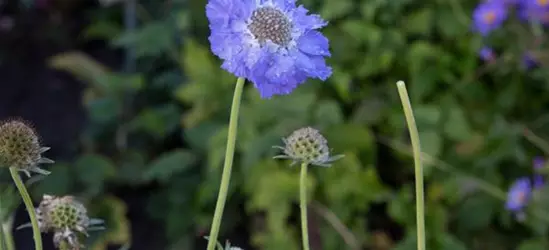 Große Garten-Skabiose 'Perfecta'