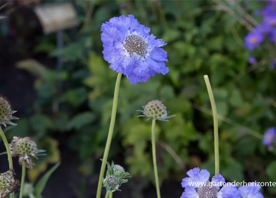 Große Garten-Skabiose 'Perfecta'