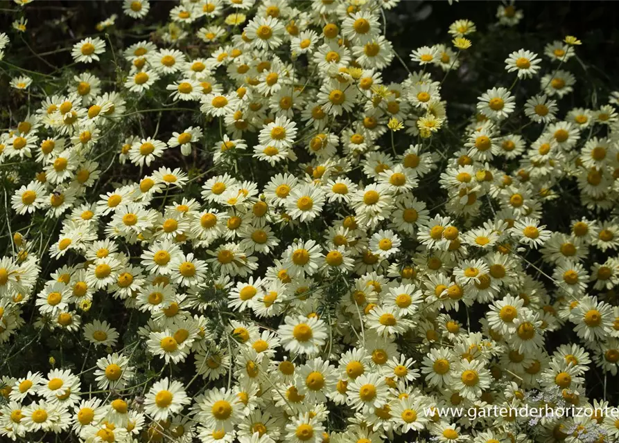 Garten-Färber-Hundskamille 'E.C. Buxton'