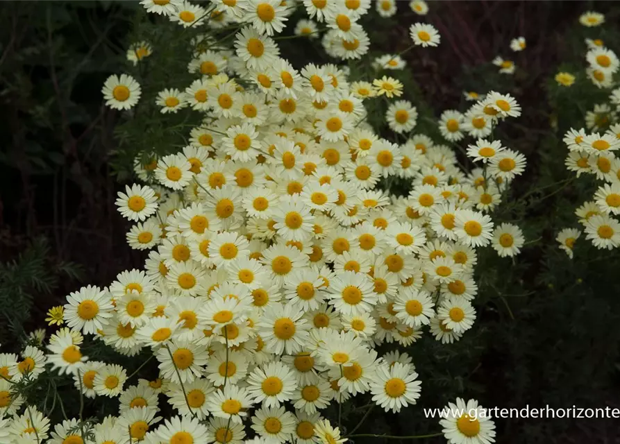 Garten-Färber-Hundskamille 'E.C. Buxton'