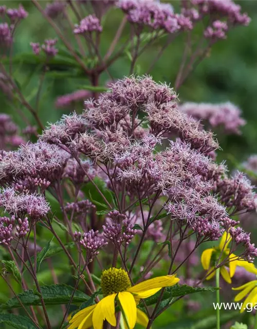 Großer Garten-Wasserdost 'Phantom'®