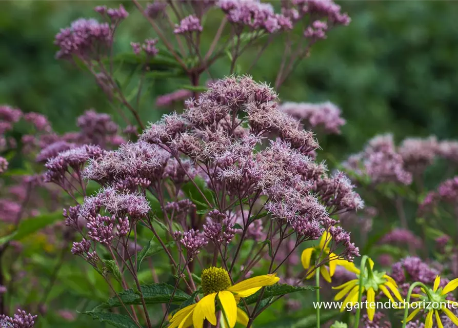 Großer Garten-Wasserdost 'Phantom'®