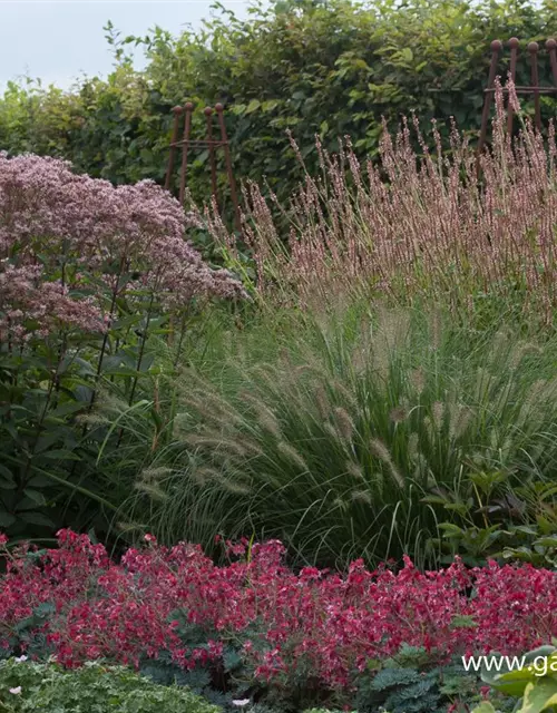 Großer Garten-Wasserdost 'Phantom'®