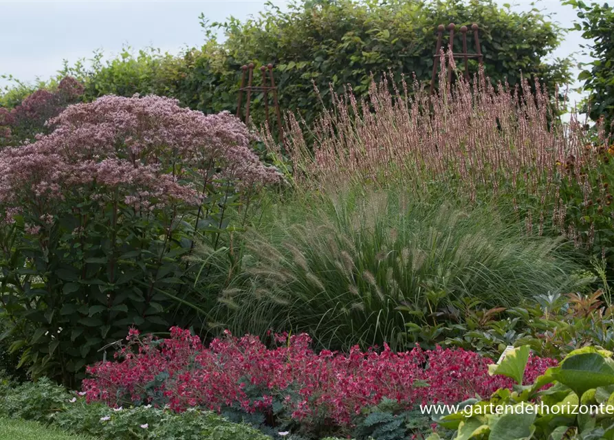 Großer Garten-Wasserdost 'Phantom'®