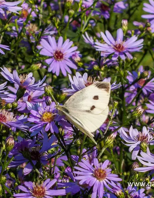 Garten-Schleier-Aster 'Ideal'