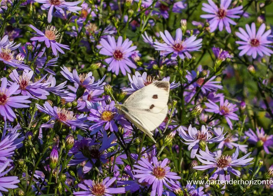 Garten-Schleier-Aster 'Ideal'