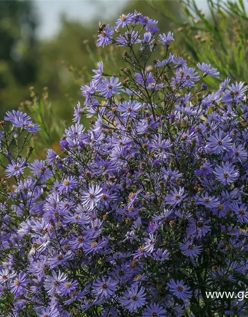 Garten-Schleier-Aster 'Ideal'