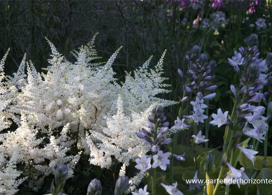 Garten-Prachtspiere 'Washington'