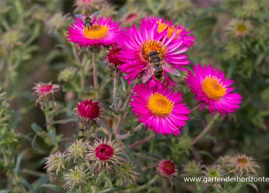 Garten-Raublatt-Aster 'Lachsglut'