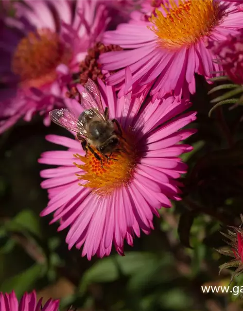 Garten-Raublatt-Aster 'Lachsglut'