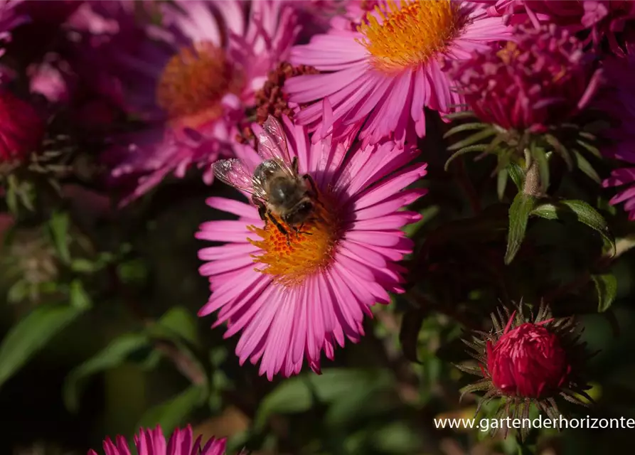 Garten-Raublatt-Aster 'Lachsglut'