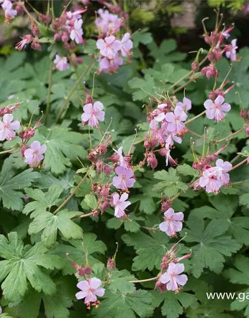 Geranium macrorrhizum 'Ingwersen'