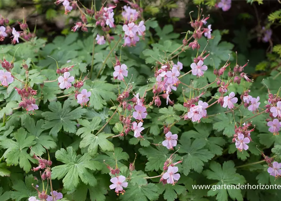 Geranium macrorrhizum 'Ingwersen'