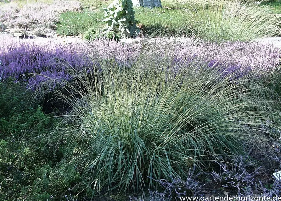 Gestreiftes Garten-Pfeifengras 'Variegata'