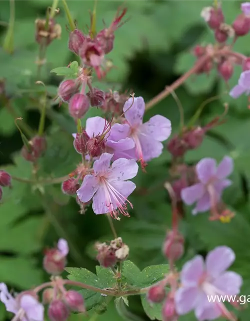 Geranium macrorrhizum 'Ingwersen'