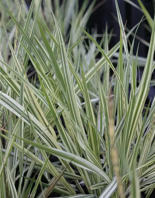 Gestreiftes Garten-Pfeifengras 'Variegata'