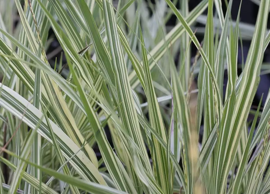 Gestreiftes Garten-Pfeifengras 'Variegata'