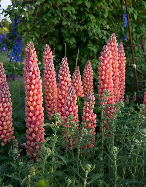 Garten-Lupine 'Salmon Star'