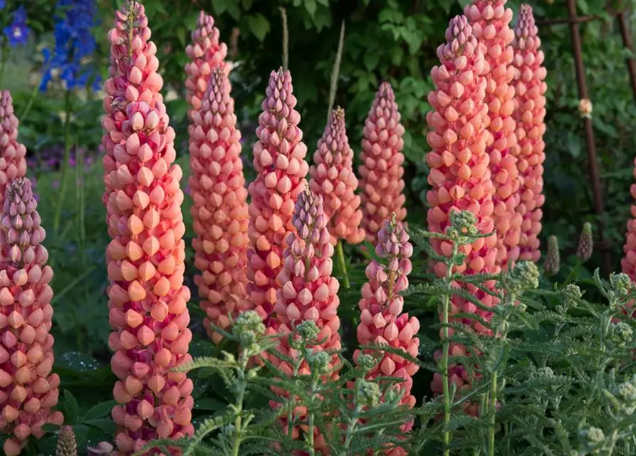 Garten-Lupine 'Salmon Star'