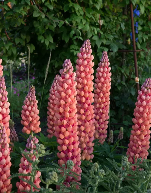 Garten-Lupine 'Salmon Star'