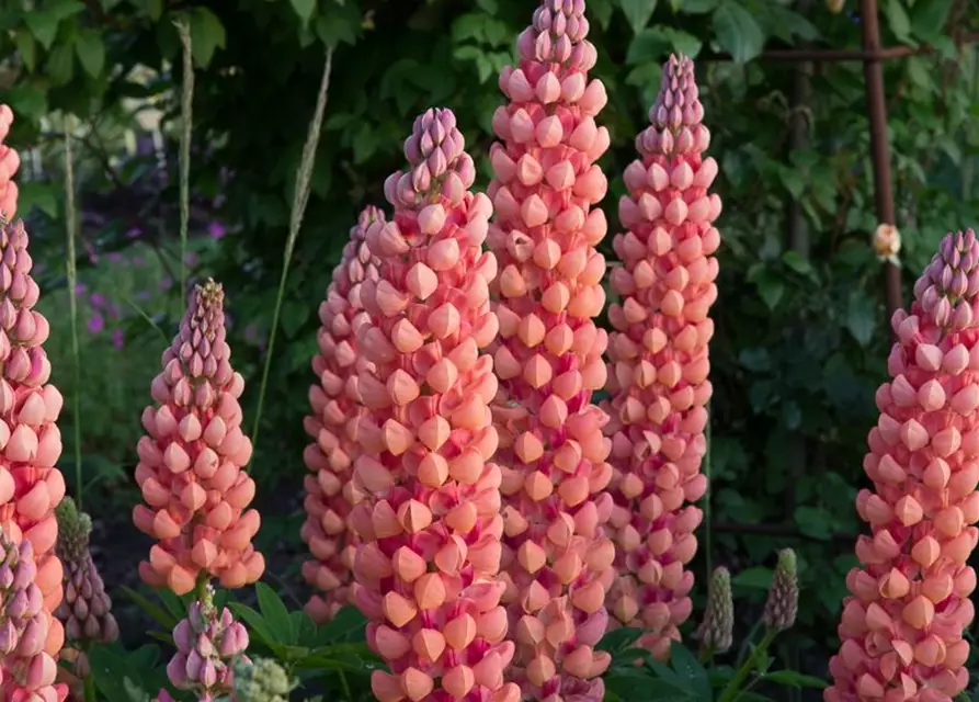 Garten-Lupine 'Salmon Star'