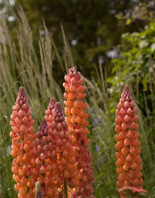 Garten-Lupine 'Salmon Star'