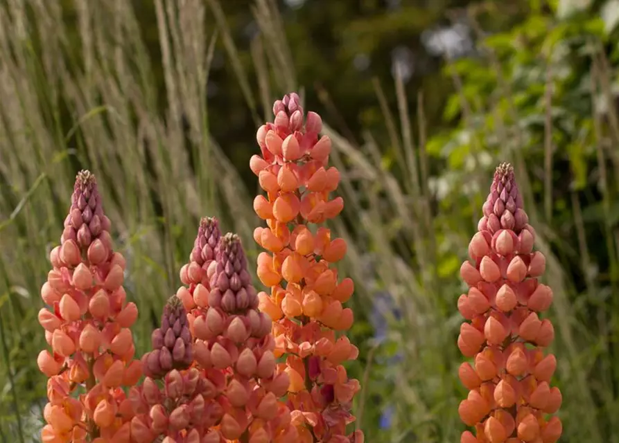 Garten-Lupine 'Salmon Star'