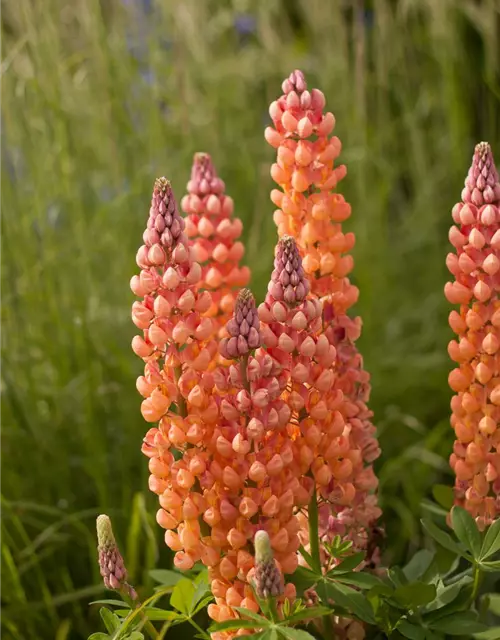 Garten-Lupine 'Salmon Star'