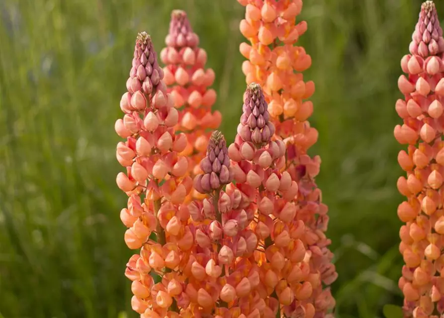 Garten-Lupine 'Salmon Star'